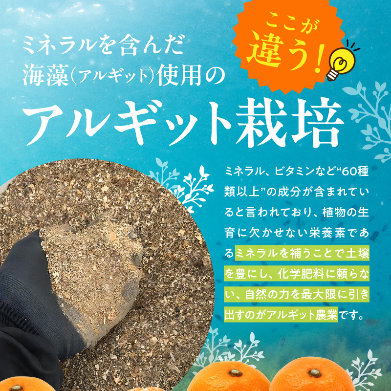 YA1001_完熟 アルギット みかん 3kg M～L サイズ