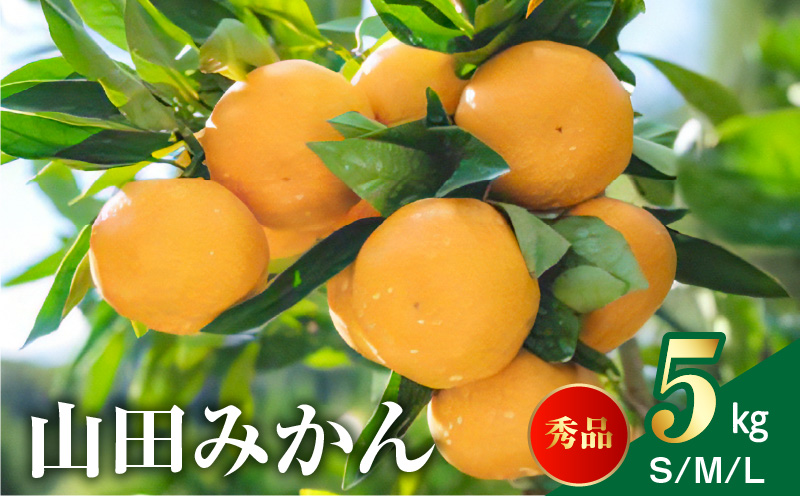 AM6001n_Y_【直営限定】山田みかん 秀品 5kg (S・M・Lサイズいずれか