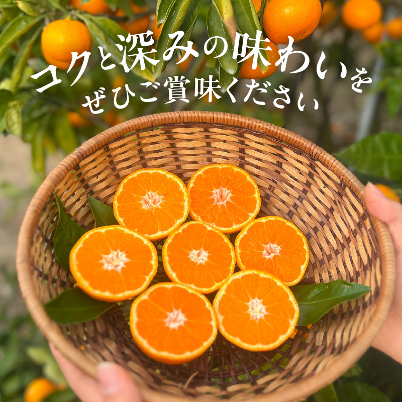 YA1005_完熟 アルギット みかん 10kg M～L サイズ