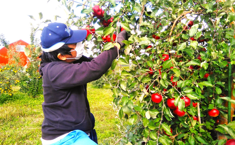 まるこ　紅ぷりせとか4kg+ネーブル4kgぐるりん Amazon.co.jp: [冷蔵]森永乳業 とろけるゼリー4P ぶどう&りんご 70g 4
