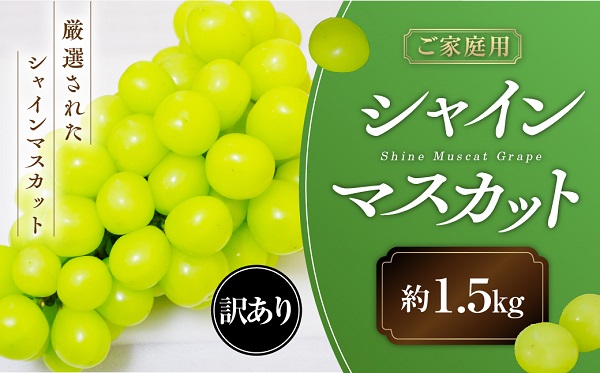 山梨県甲斐市のふるさと納税 【2025年発送】 ご家庭用 シャインマスカット 約1.5kg 先行予約 山梨県産 産地直送 フルーツ 果物 くだもの ぶどう ブドウ 葡萄 シャイン 新鮮 人気 おすすめ 国産 不揃い 訳あり わけあり ワケアリ 糖度18～糖度20度 甲斐市 山梨 AN-130