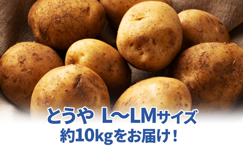 北海道 雪蔵 とうや  L～LM 約10kg 2026年2月中旬より順次お届け じゃがいも ジャガイモ じゃが芋 馬鈴薯 芋 いも イモ 旬 雪蔵貯蔵 野菜 農作物 カレー シチュー肉じゃが 北海道産 丸田農園 送料無料