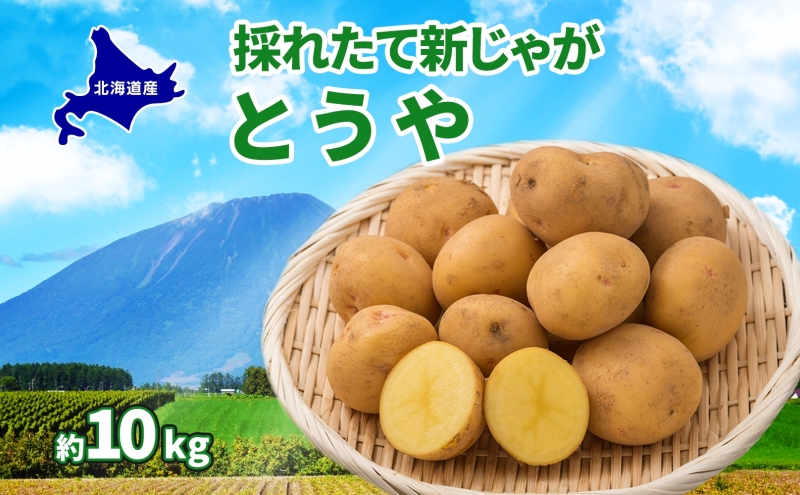 �y�k�C������Β��z�k�C�� �Ƃ���  L�`LM ��10kg 2026�N9�����{��菇���o�� �V���Ⴊ ���Ⴊ���� �W���K�C�� ���Ⴊ�� �n�鏒 ���� �� ���� �C�� �{ ��� �_�앨 �J���[ �V�`���[�����Ⴊ �k�C���Y �ۓc�_�� �������� ����Β�