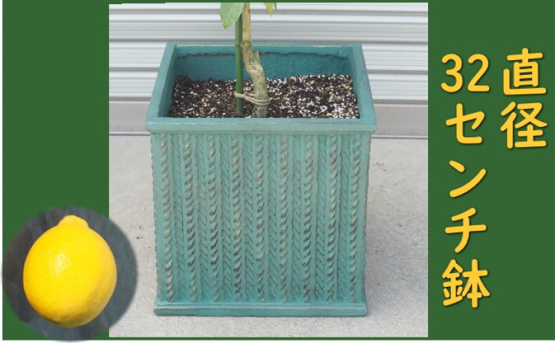 レモンの木 鉢植え 大きめサイズ (緑角鉢32cm) 植木鉢 ガーデン ※配送不可：北海道、沖縄、離島