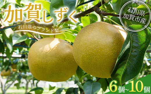 【先行予約】梨 加賀しずく 1箱（6個～10個）石川県加賀市産（2025年8月下旬～9月中旬頃発送） かがしずく ブランド梨 石川県 先行予約 予約 冷蔵配送 くだもの 果物 フルーツ ご当地 食品 災害支援 北陸新幹線 F6P-1951