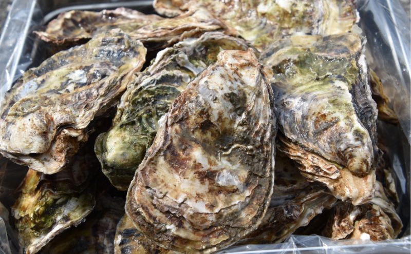 牡蠣 2026年 先行予約 殻付き 大粒牡蠣  半斗缶 (約35個)約5kg～6kg 山銀商店 瀬戸内海虫明湾産 約6kg前後 魚介類 カキ シーフード かき 