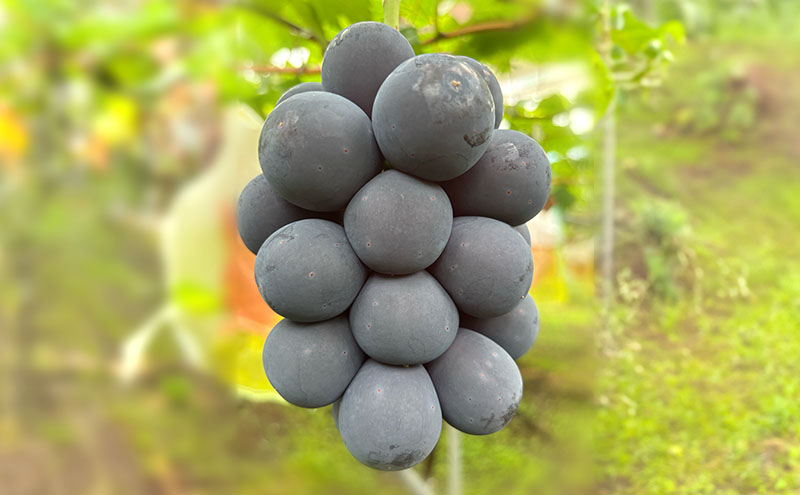 【2026年発送】ぶどう ぶどうの宝石箱  岡田さんおまかせ詰め合わせ家庭用粒入れ約1.5kg 山ノ内町産 ブドウ 葡萄