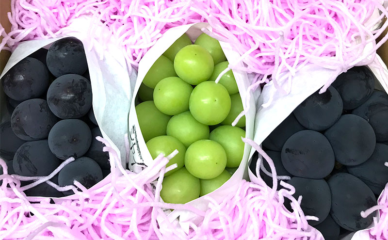 ぶどう シャインマスカット + おまかせ1種 約1.5kg（3?4房）山ノ内町産 ブドウ 葡萄 マスカット