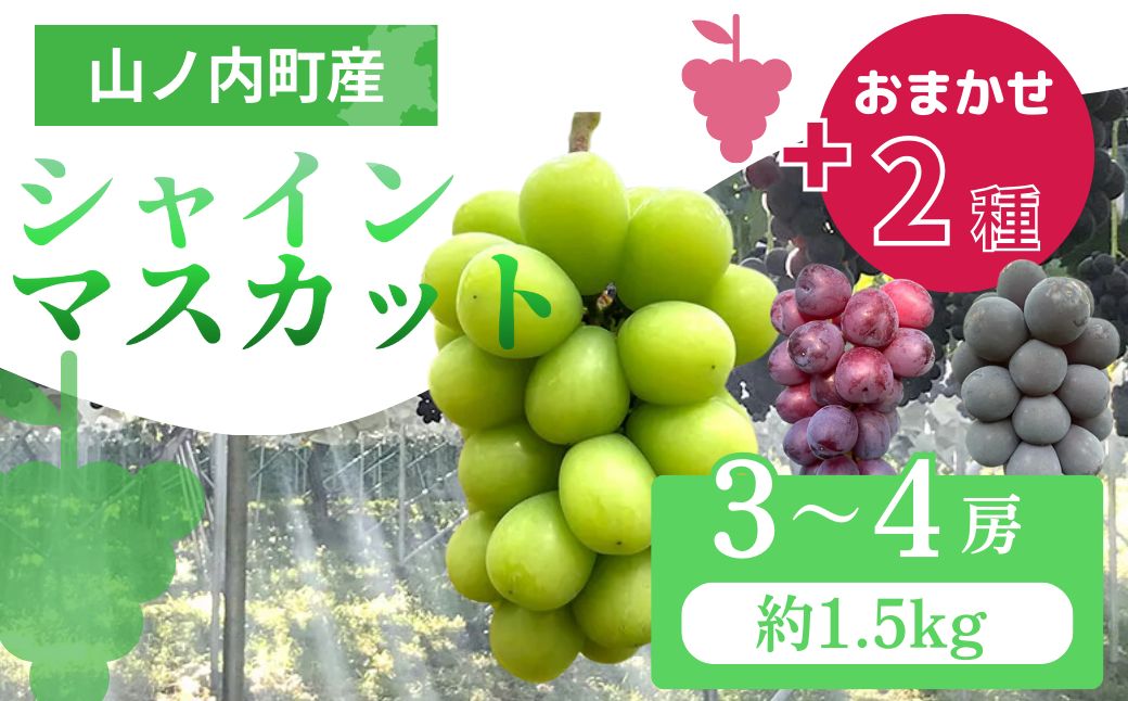 【2026年発送】ぶどう シャインマスカット + おまかせ2種 約1.5kg（3?4房）山ノ内町産 ブドウ 葡萄 マスカット