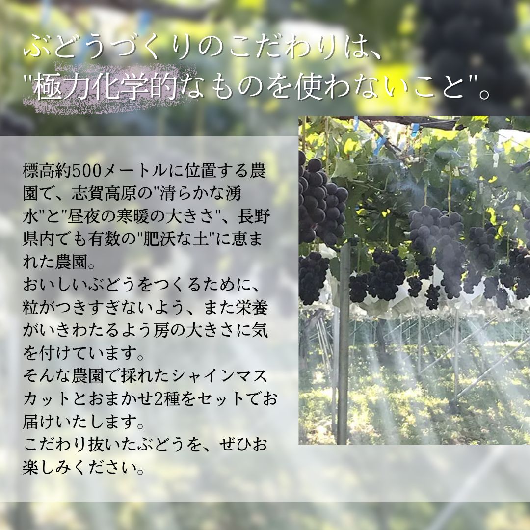 【2026年発送】ぶどう シャインマスカット + おまかせ2種 約1.5kg（3?4房）山ノ内町産 ブドウ 葡萄 マスカット