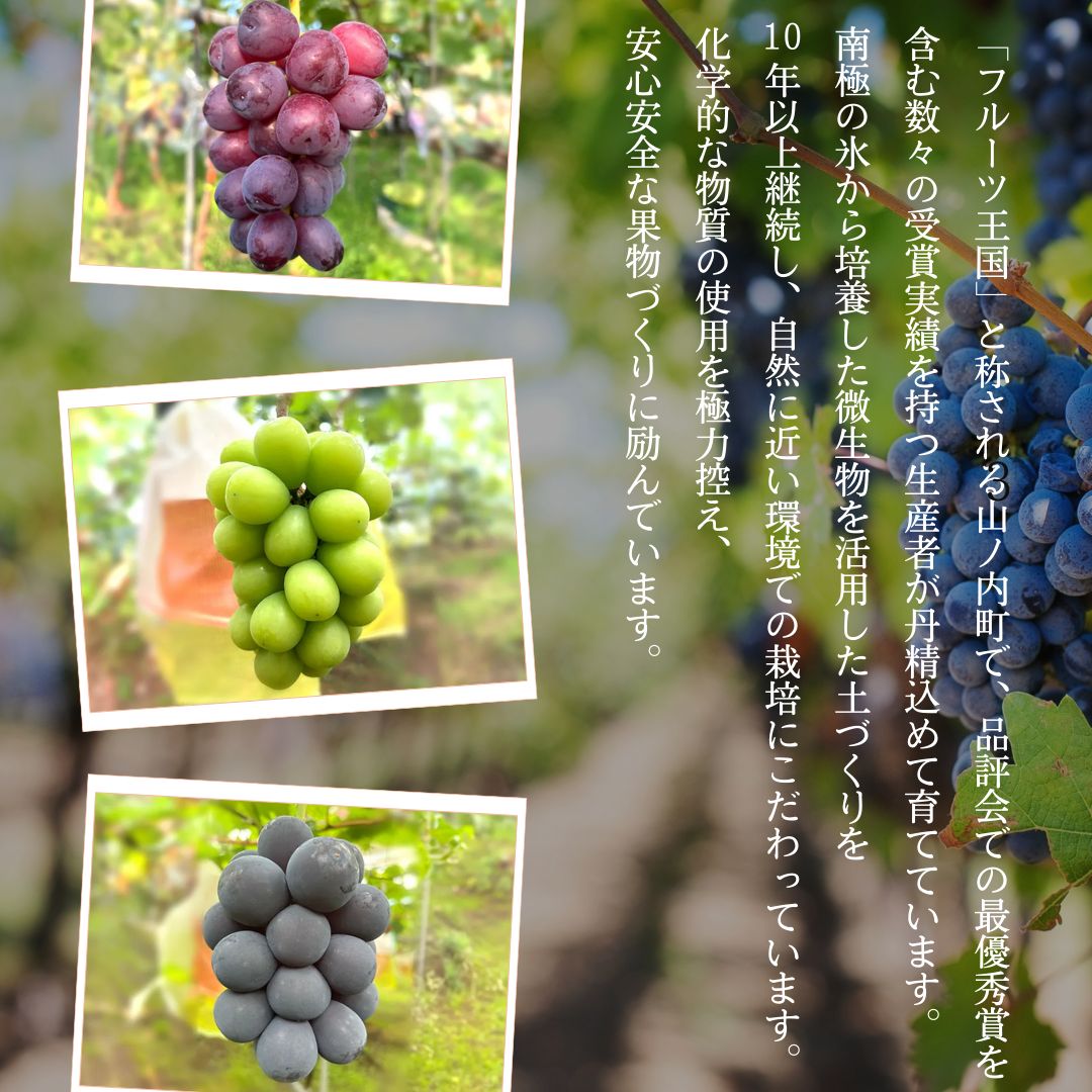 【2026年発送】ぶどう シャインマスカット + おまかせ2種 約1.5kg（3?4房）山ノ内町産 ブドウ 葡萄 マスカット