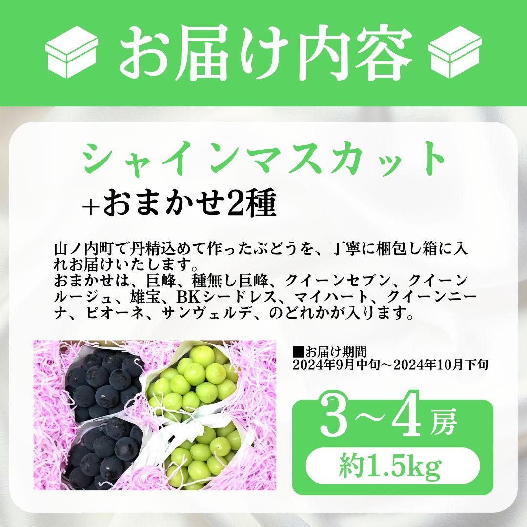 【2026年発送】ぶどう シャインマスカット + おまかせ2種 約1.5kg（3?4房）山ノ内町産 ブドウ 葡萄 マスカット