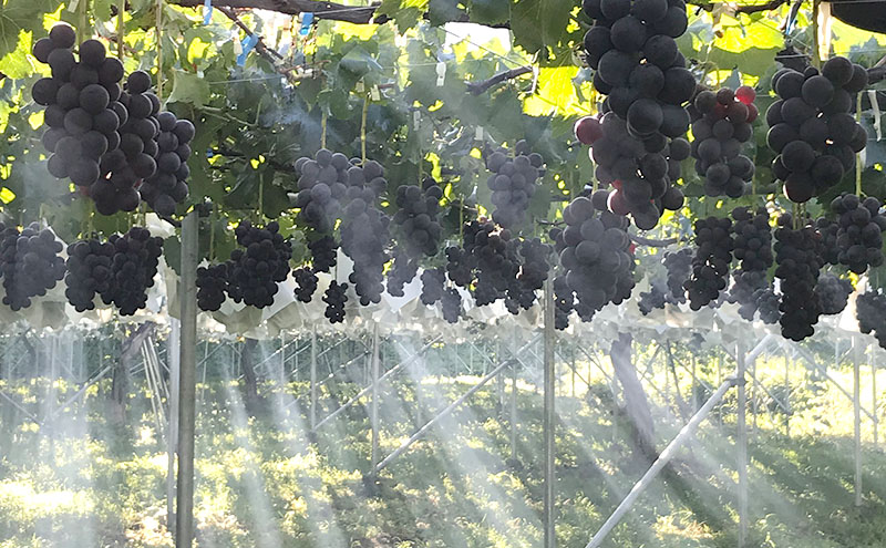 【2026年発送】ぶどう シャインマスカット + おまかせ2種 約1.5kg（3?4房）山ノ内町産 ブドウ 葡萄 マスカット