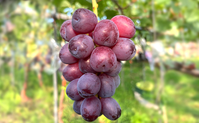 【2026年発送】ぶどう ぶどうの宝石箱  岡田さんおまかせ詰め合わせ家庭用粒入れ約1.5kg 山ノ内町産 ブドウ 葡萄