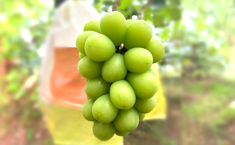 【2026年発送】ぶどう ぶどうの宝石箱  岡田さんおまかせ詰め合わせ家庭用粒入れ約1.5kg 山ノ内町産 ブドウ 葡萄