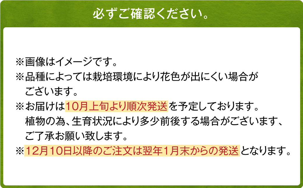 ユリ球根 大球レッドカサブランカ 12球 赤花品種 花 フラワー 園芸 ガーデニング 植物 高品質 送料無料