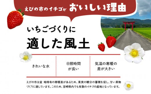 「苺ふわ雪」イチゴ農家のけずりいちご 約100g×4カップ いちご イチゴ 苺 フルーツ 冷凍 夏 スイーツ 冷凍イチゴ くだもの 果物 九州 宮崎 送料無料 氷 アイス