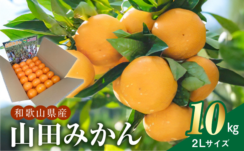 ZE6306n_【先行予約】和歌山県産 有田の 八朔 (はっさく) 6玉 L