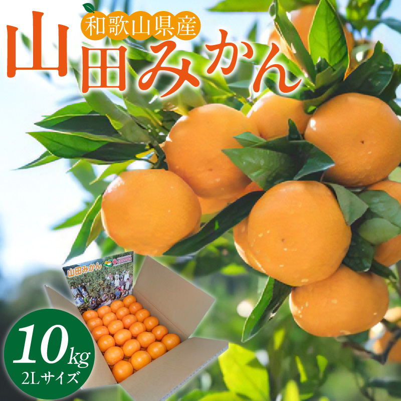 ZE6306n_【先行予約】和歌山県産 有田の 八朔 (はっさく) 6玉 L