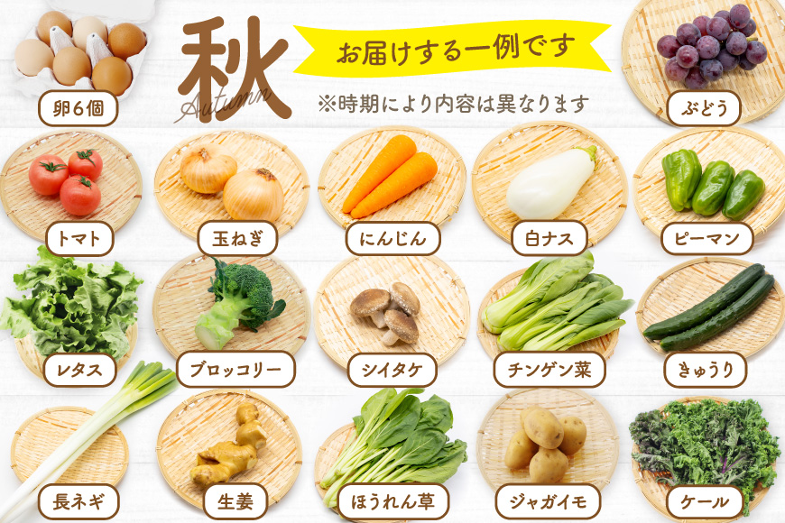 長崎県島原市のふるさと納税 BA025 野菜・フルーツ・卵 旬のおまかせセット （野菜・フルーツ13～16品目、卵6玉）[ 野菜セット 野菜 フルーツ 果物 たまご 鶏卵 産地直送 厳選 長崎県 島原市 送料無料]