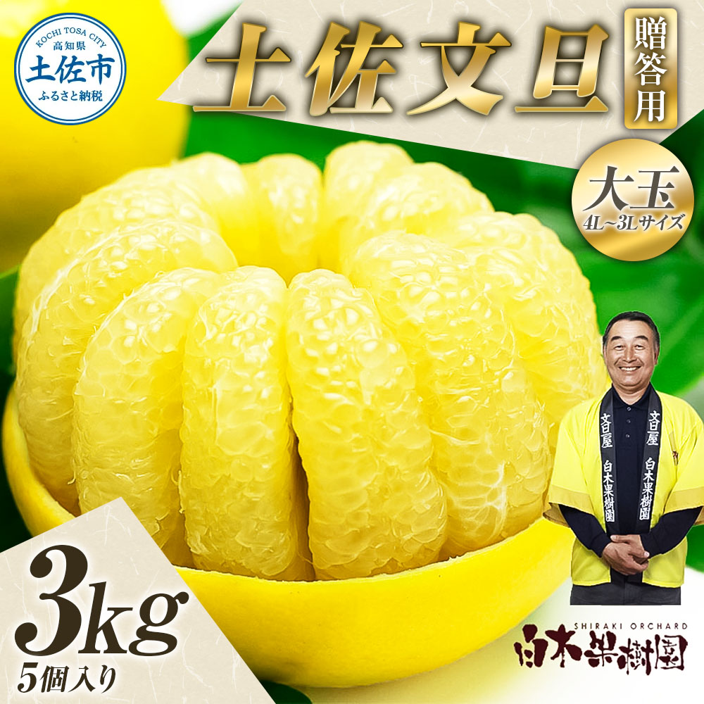 【高知県土佐市】【果樹園直送】土佐文旦 特選品贈答用 約3kg 3L〜4Lサイズ 5個入り 大玉 ぶんたん ブンタン フルーツ 柑橘 みかん 果物 くだもの 柑橘類 デザート おやつ 贈り物 プレゼント 白木果樹園
