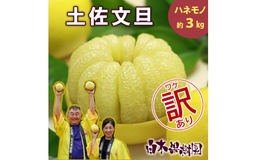 【高知県土佐市】【果樹園直送】土佐文旦 訳ありご家庭用 約3kg L〜4Lサイズ 約5〜7個入り B級品 ぶんたん ブンタン フルーツ 柑橘 みかん 果物 くだもの 柑橘類 デザート おやつ 訳アリ ご自宅用 白木果樹園