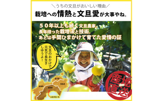 【果樹園直送】土佐文旦 訳ありご家庭用 約5kg L～4Lサイズ 約7～13個入り B級品 ぶんたん ブンタン フルーツ 柑橘 みかん 果物 くだもの 柑橘類 デザート おやつ 訳アリ ご自宅用 白木果樹園