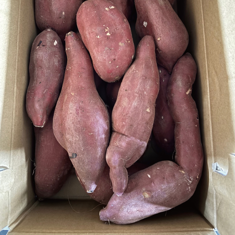 【2025年11月下旬より順次発送】【訳あり】行方かんしょ「紅優甘」さつまいも約10kg(洗い・不揃い)｜さつまいも サツマイモ さつま芋 お芋 紅優甘 行方かんしょ 訳あり わけあり 訳アリ 茨城県 行方市(AE-95)