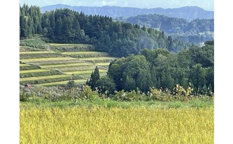 【令和7年産】 【食味鑑定士厳選】無洗米 6カ月 定期便 日本棚田百選のお米 天空の里 魚沼産 こしひかり 20kg(5kg×4)×6回 米 お米 コメ