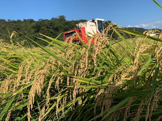 【新米】【7年産】近江米　にこまる白米【10kg【5kg×2袋）】【V018W】