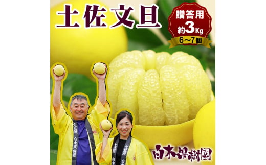 【高知県土佐市】【果樹園直送】土佐文旦 特選品贈答用 約3kg L〜2Lサイズ 6〜7個入り ぶんたん ブンタン フルーツ 柑橘 みかん 果物 くだもの 柑橘類 デザート おやつ 贈り物 プレゼント 白木果樹園