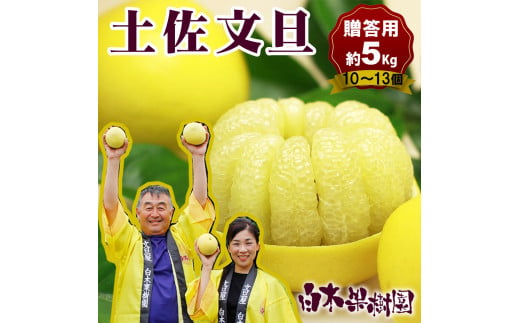 【高知県土佐市】【果樹園直送】土佐文旦 特選品贈答用 約5kg L〜2Lサイズ 10〜13個入り ぶんたん ブンタン フルーツ 柑橘 みかん 果物 くだもの 柑橘類 デザート おやつ 贈り物 プレゼント 白木果樹園