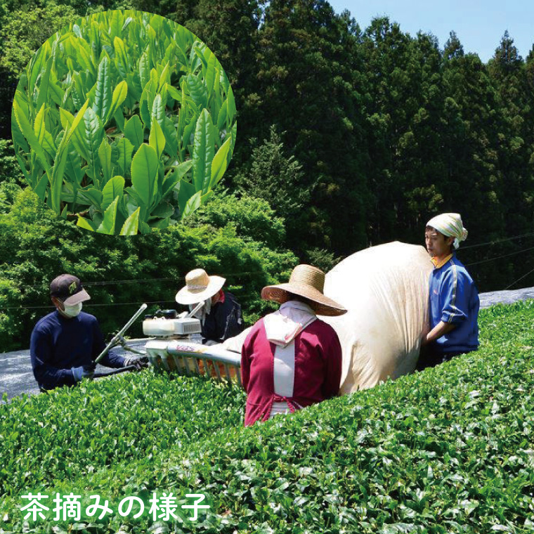 【農林水産大臣賞受賞】かねた園の奥久慈茶 大子銘茶 3種セット 計300g（100g×各1袋）（CK003）