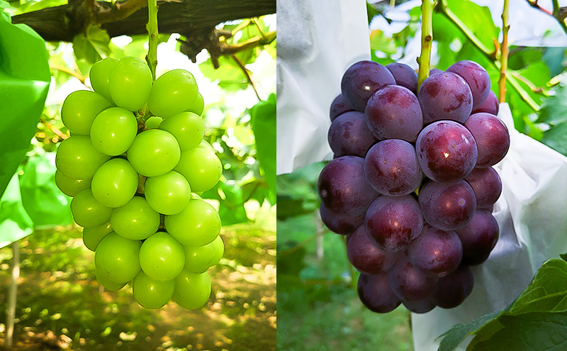 2026年 早期受付 ぶどう 晴れの国 シャインマスカット&ピオーネ 味比べ 4房（中房）化粧箱入り 岡山県 高梁市 ブドウ 葡萄 果物 フルーツ 