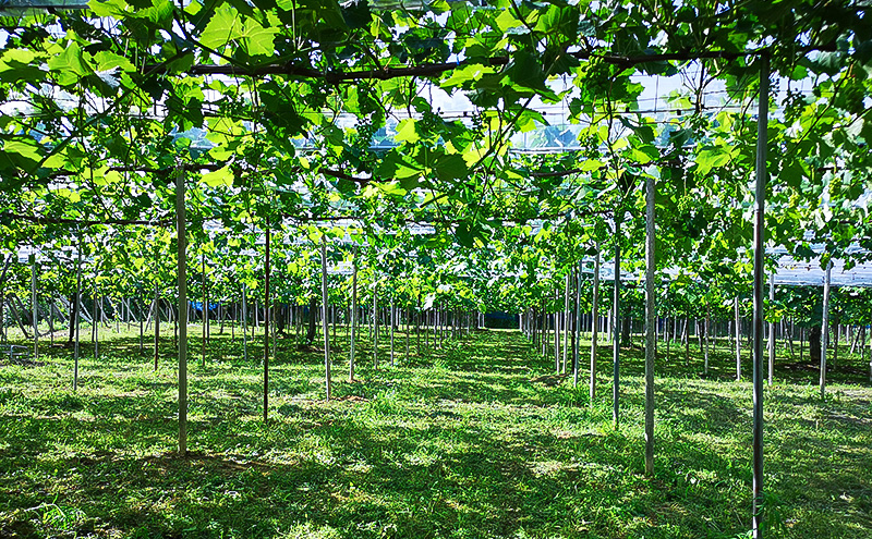 2026年 早期受付 ぶどう 晴れの国 シャインマスカット&ピオーネ 味比べ 4房（中房）化粧箱入り 岡山県 高梁市 ブドウ 葡萄 果物 フルーツ 