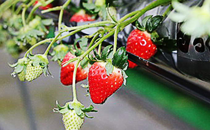 【 小豆島 】小豆島のいちご（女峰）400g 化粧箱入り 果物類 苺 イチゴ 