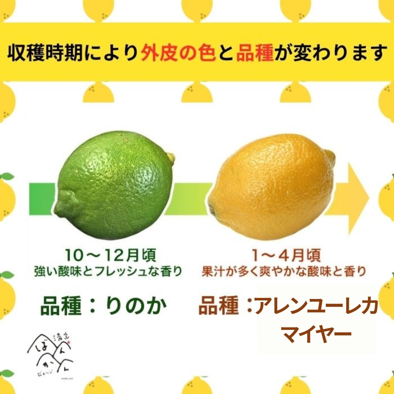 【訳あり】 レモン 訳あり 1.5kg 傷み補償 250g 5000円 送料無料 愛媛 国産 柑橘 フルーツ 産地直送 皮ごと 皮まで食べられる ノーワックス 防腐剤不使用 減農薬 安心 安全 グリーンレモン イエローレモン マイヤーレモン アレンユーレカ りのか 家庭用 お試し サイズ 不揃い B級品 スムージー ジュース レモンサワー 酎ハイ 料理 お菓子作り 旬 の 果物 清家ばんかんビレッジ