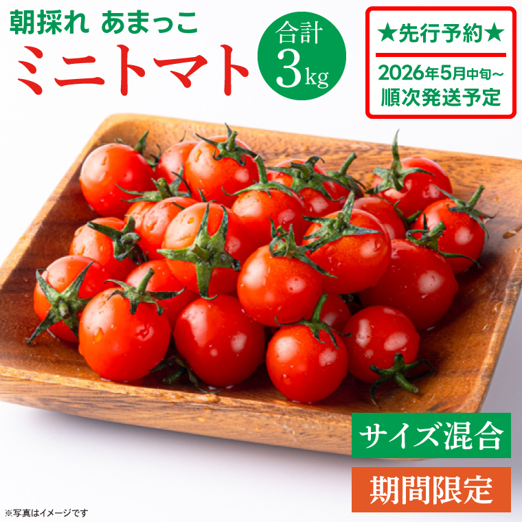 【茨城県鹿嶋市】【先行予約★2026年5月中旬頃〜順次発送!】【人気商品】朝採れ あまっこ ミニトマト 3kg 【やさい 野菜 トマト 甘い プチトマト 新鮮 フレッシュ 産地 直送 10000円以下 茨城県 鹿嶋市 】(KAM-31)