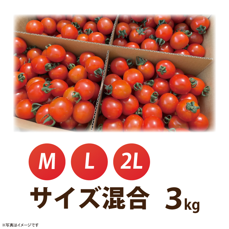 【先行予約★2026年5月中旬頃～順次発送！】【人気商品】朝採れ あまっこ ミニトマト ３kg 【やさい 野菜 トマト 甘い プチトマト 新鮮 フレッシュ 産地 直送 10000円以下 茨城県 鹿嶋市 】（KAM-31）