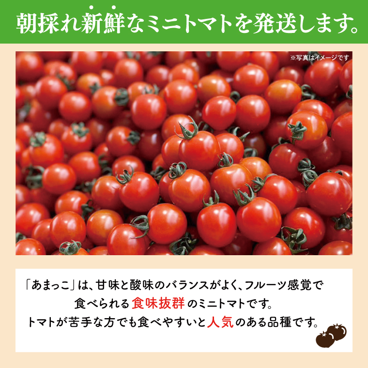 【先行予約★2026年5月中旬頃～順次発送！】【人気商品】朝採れ あまっこ ミニトマト ３kg 【やさい 野菜 トマト 甘い プチトマト 新鮮 フレッシュ 産地 直送 10000円以下 茨城県 鹿嶋市 】（KAM-31）