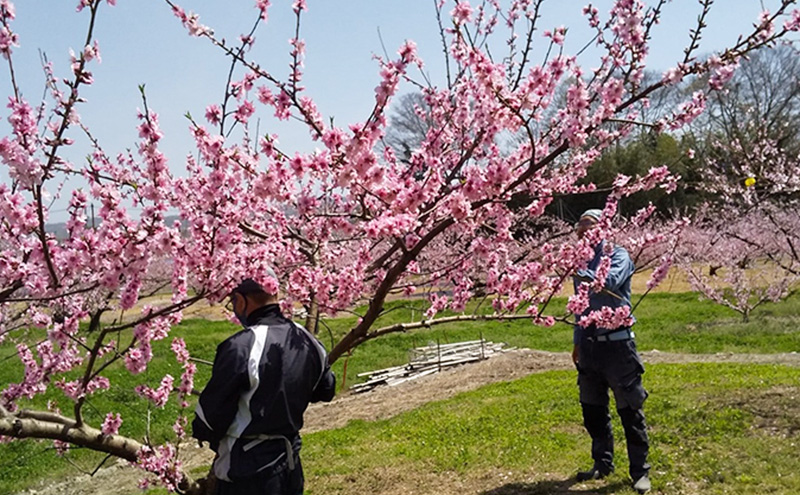 桃 2026年 先行予約 8月の旬な白桃【2種】 食べ比べ セット 約1.5kg 5～7玉 糖度センサー選果 糖度12度以上 あみかフルーツ 白桃 岡山