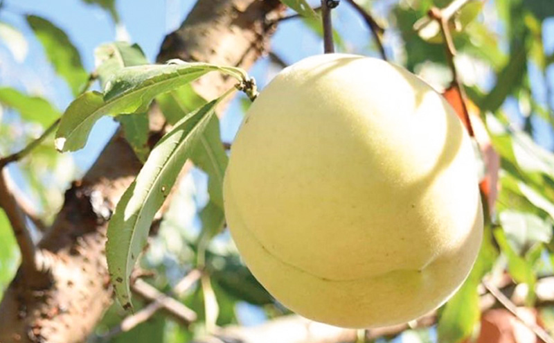 桃 2026年 先行予約 8月の旬な白桃【2種】 食べ比べ セット 約1.5kg 5～7玉 糖度センサー選果 糖度12度以上 あみかフルーツ 白桃 岡山