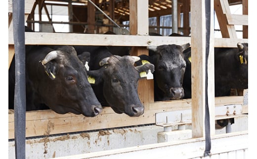 【森三商会】4等級以上の未経産雌牛限定　近江牛上焼肉500g(モモ・カルビ・霜降りバラ）【GM12W】
