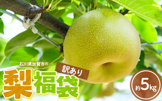 【2026年先行予約】【訳あり】梨 福袋 5kg 旬の品種を1品種お届け くだもの 果物 フルーツ ご当地 食品 新水 なつしずく 幸水 豊水 あきづき 新高 新興 愛宕 F6P-2945