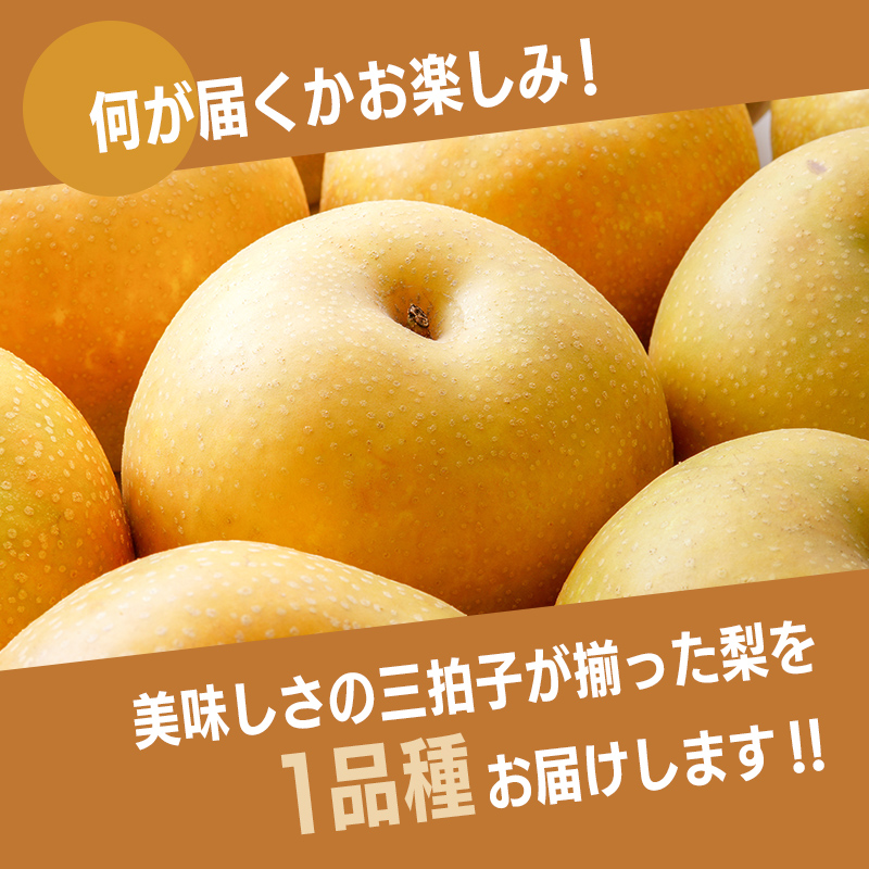 【2026年先行予約】【訳あり】梨 福袋 5kg 旬の品種を1品種お届け くだもの 果物 フルーツ ご当地 食品 新水 なつしずく 幸水 豊水 あきづき 新高 新興 愛宕 F6P-2945