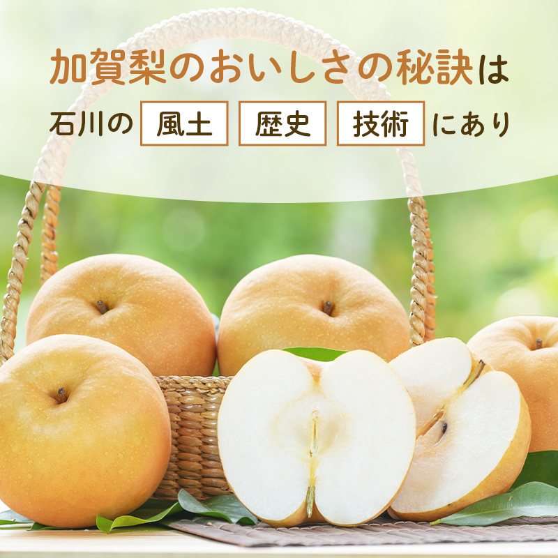 【2026年先行予約】【訳あり】梨 福袋 5kg 旬の品種を1品種お届け くだもの 果物 フルーツ ご当地 食品 新水 なつしずく 幸水 豊水 あきづき 新高 新興 愛宕 F6P-2945