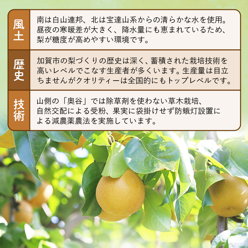 【2026年先行予約】【訳あり】梨 福袋 5kg 旬の品種を1品種お届け くだもの 果物 フルーツ ご当地 食品 新水 なつしずく 幸水 豊水 あきづき 新高 新興 愛宕 F6P-2945