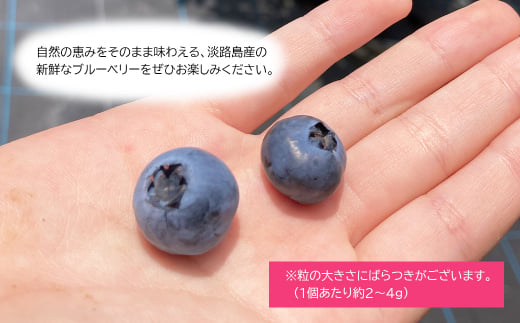 【淡路島産】大粒ブルーベリー 700g 冷凍生果《栽培期間中、無農薬栽培》　ブルーベリー