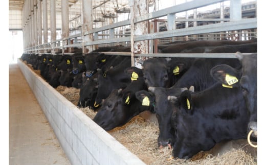 【カメチク】近江牛ホルモン焼肉または鍋用1200ｇ【FK04W】