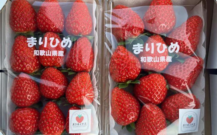 【4月発送】和歌山県産ブランドいちご「まりひめ」約300g×2パック入り ※北海道・沖縄・離島への配送不可 ※2026年4月上旬～4月下旬頃に順次発送予定